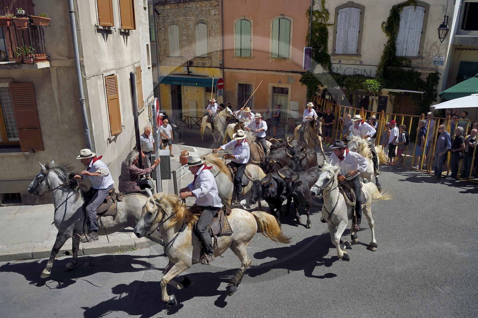 France, Bouches-du-Rhône (13), Arles, la Cocarde d'Or, arrivée dans les arènes des taureaux en provenance des prés accompagnés à cheval par les gardians de la manade Jacques Mailhan, l'abrivado précède la course camarguaise France, Bouches-du-Rhône (13), Arles, la Cocarde d'Or, arrivée dans les arènes des taureaux en provenance des prés accompagnés à cheval par les gardians de la manade Jacques Mailhan, l'abrivado précède la course camarguaise