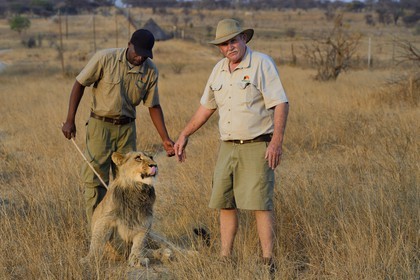 Zimbabwe, Midlands Province, Gweru, Antelope Park home to ALERT (African Lion and Environmental Research Trust), lion walk through the bush, the managing director Gary Jones and his guides - handlers