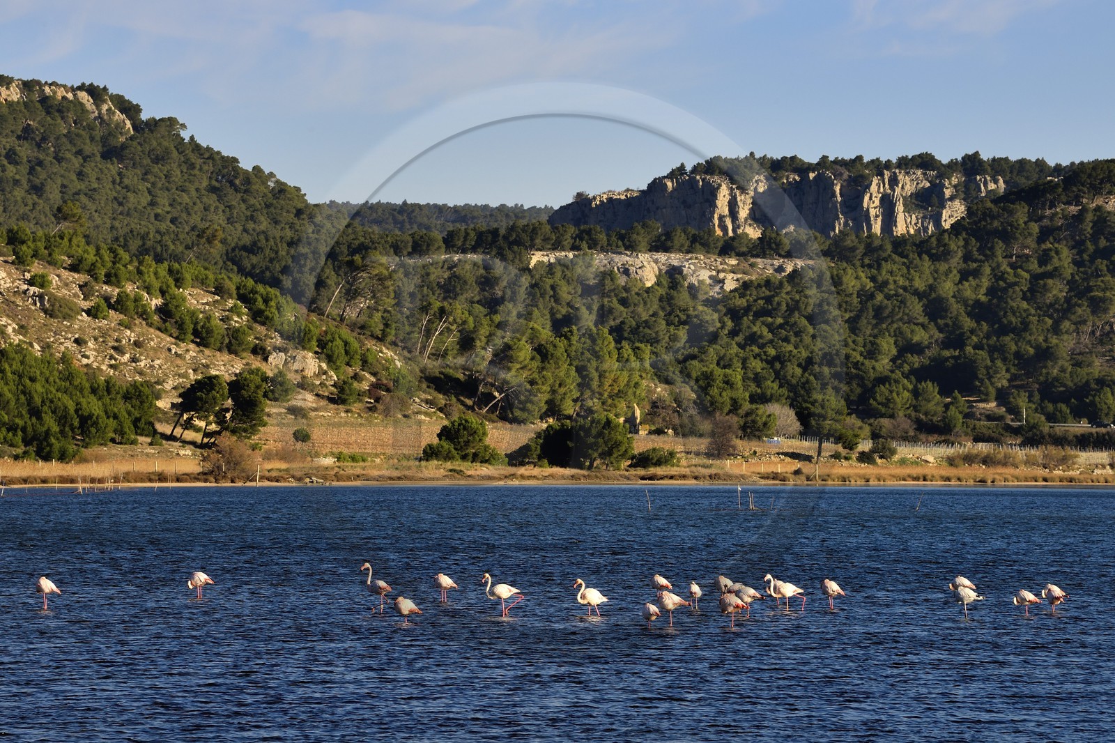 France, Aude (11), Narbonne, les Corbières, Gruissan, Flamants roses (Phoenicopterus roseus)