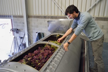 France, Haut Rhin, the Alsace Wine Route, Bergheim, Wine estate Marcel Deiss, Mathieu Deiss checking the grapes in the wine press