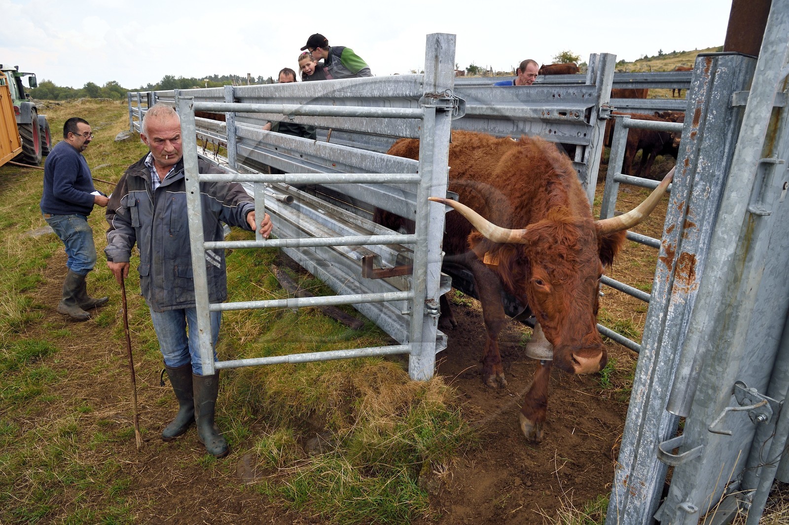 France, Cantal (15), plateau de Chastel-sur-Murat sur le chemin de Saint-Jacques de Compostelle par la Via Arverna, vache Salers sortant d'un corral de contention de l'enclos à bétail France, Cantal (15), plateau de Chastel-sur-Murat sur le chemin de Saint-Jacques de Compostelle par la Via Arverna, vache Salers sortant d'un corral de contention de l'enclos à bétail