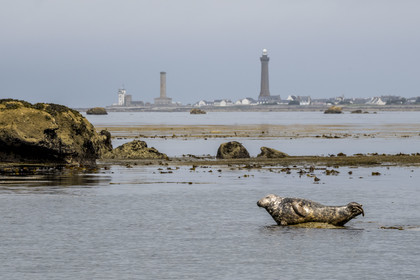 France, Finistère, Penmarch, Étocs archipelago, gray seal (halichoerus grypus), the Eckmuhl lighthouse on Pointe de Penmarch in the background