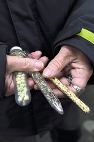 Norway, Svalbard, Spitzbergen, Longyearbyen, Svalbard Global Seed Vault (Seed Bank), seed storage room artificially maintained at -18°C, there are nearly 900000 samples deposited, from 200 countries of origin and 73 depositor institutes, former means of storing seeds in glass tubes, left is pea, middle is rice and right is barley
