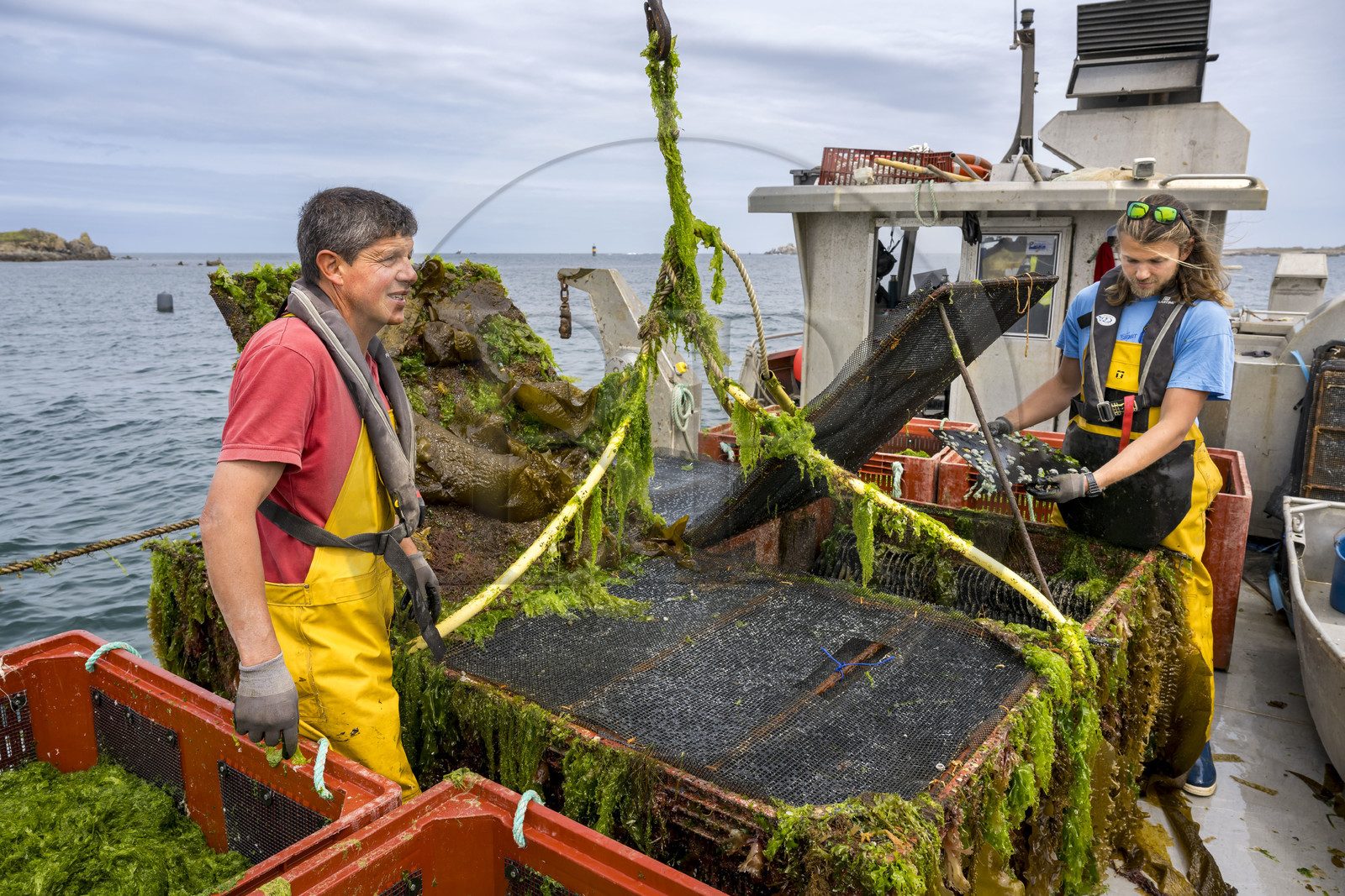 France, Finistère (29), Pays des Abers, estuaire de l'Aber Wrac'h, France haliotis élève des ormeaux en pleine mer et les nourrit exclusivement avec des algues récoltées localement à la main ici par Xavier Lesage et Gaël Douzet