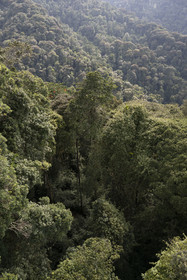 Rwanda, Province de l’Ouest, Colline Ibanda à Uwinka, Parc national de Nyungwe, la canopé vue depuis le Canopy walkway dans la forêt tropicale