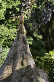France, Haut Rhin, Mulhouse, botanical and zoological park, meerkat (Suricata suricatta)