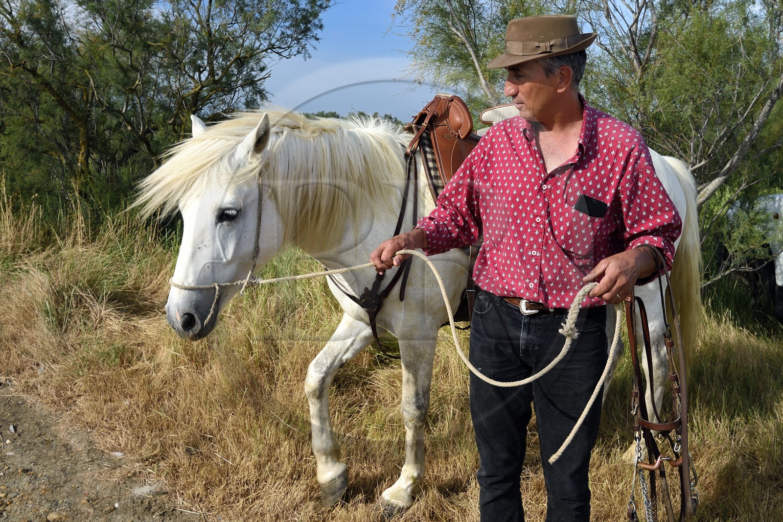 France, Bouches-du-Rhône (13), Parc naturel régional de Camargue, manade Jacques Mailhan, le gardian Christophe Prezet et son cheval camarguais