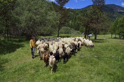 France, Alpes-Maritimes (06), vallée de la Roya (arrière-pays niçois), au pied du parc national du Mercantour, Tende, vallée de la Casterine vers Casterino, la jeune éleveuse de brebis brigasques Céline Giordano et son troupeau