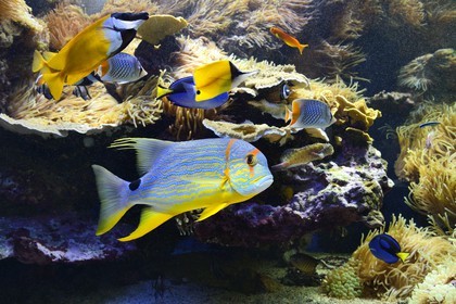 Principauté de Monaco, Monaco, le musée océanographique, Symphorichthys spilurus