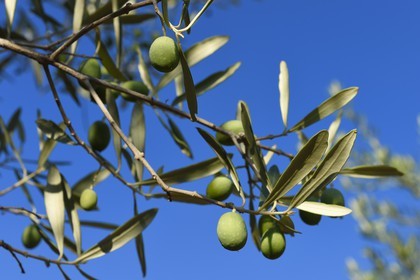 France, Var (83), Draguignan, olives sur branche