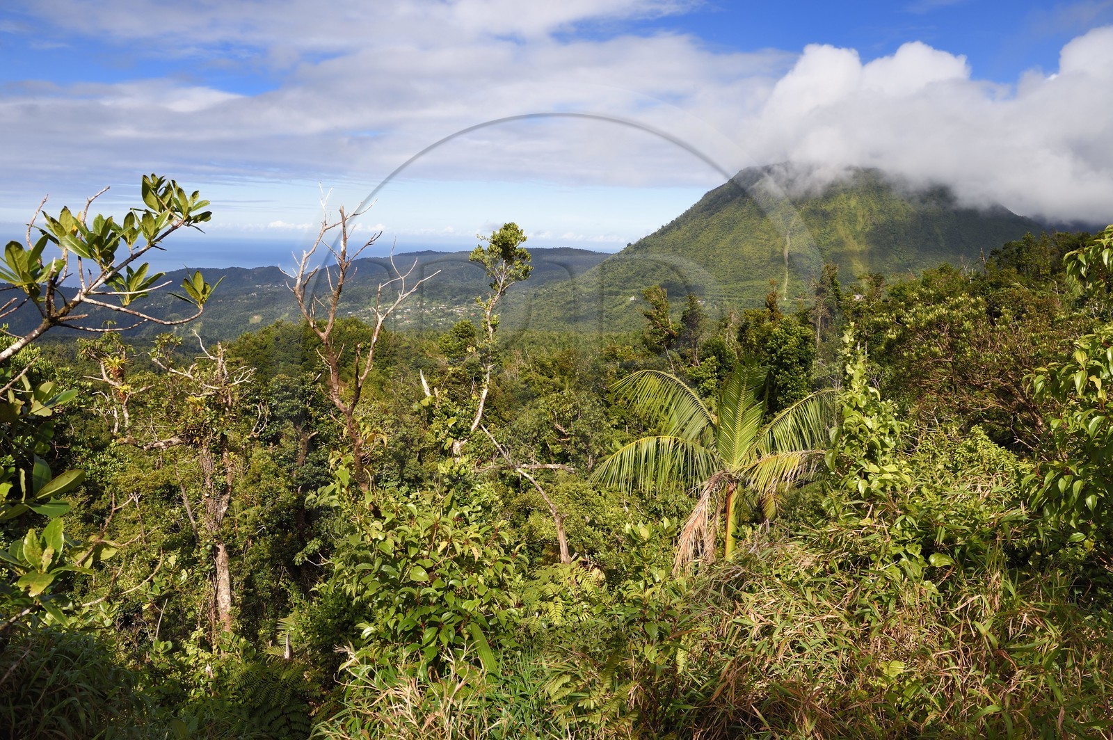 Caraïbes, Ile de la Dominique, Castle Bruce, Parc national du Morne Trois Pitons classé Patrimoine Mondial de l'UNESCO, le long du sentier traversant la forêt tropicale et menant à la la Vallée de la Désolation puis au Boiling Lake