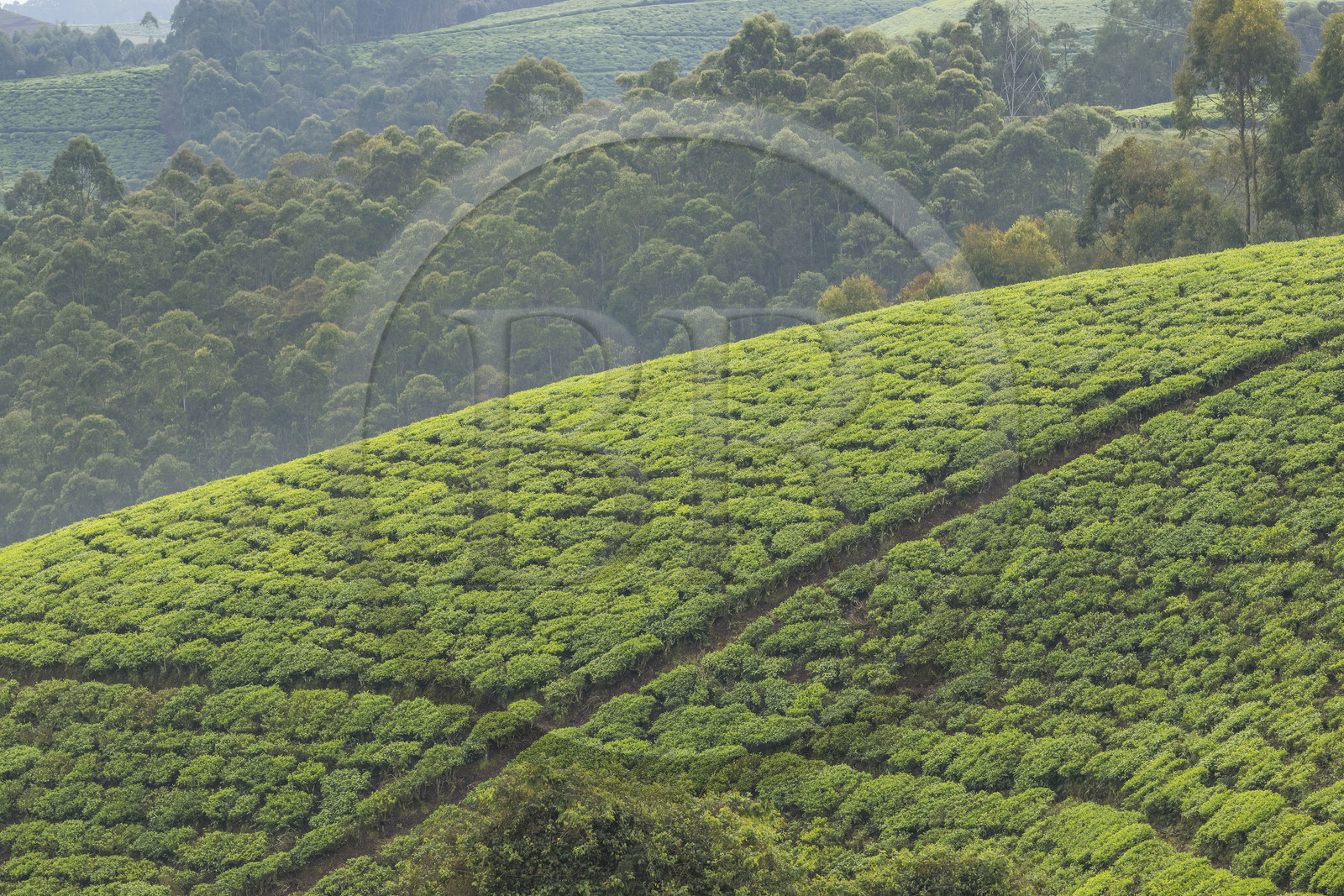 Rwanda, Province de l’Ouest, Gisuma, plantation de thé et forêt d'eucalyptus en arrière plan