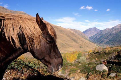 France, Pyrenees Orientales, horse at the edge of N22 at the Andorra border in Cerdagne