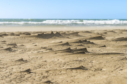 France, Gard (30), massif dunaire camarguais de la Pointe de l'Espiguette en bord de mer, la plage