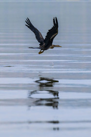 Rwanda, Parc national de l'Akagera, Anhinga d'Afrique (Anhinga rufa) survolant le lac Ihema
