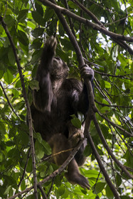 Rwanda, Province de l’Ouest, Nyakabuye, Parc national de Nyungwe, forêt tropicale humide naturelle de Cyamudongo, Chimpanzé commun (Pan Troglodytes)