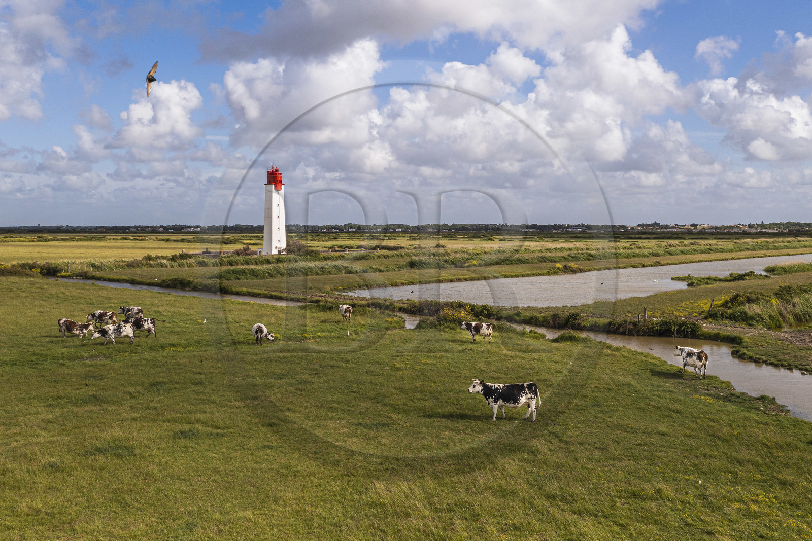 France, Charente-Maritime (17), vaches dans les prés-salés des zones inondables de l'estuaire de la Charente et Feux posterieur d'alignement de Soumard (vue aérienne)