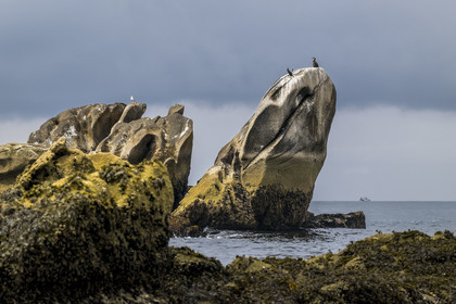 France, Finistère, Penmarch, Étocs archipelago, Great Cormorant (Phalacrocorax carbo) perched on a rock