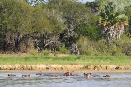 Tanzanie, Reserve de gibier de Selous une des plus grandes zones protégées au monde et inscrite sur la liste du patrimoine mondial de l’Unesco depuis 1982, hippopotames sur le lac Nzerakera formé par la rivière Rufiji