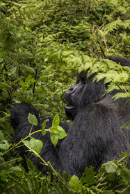 Rwanda, Province du Nord, Parc National des Volcans dans la chaine des Monts Virunga, mont Karisimbi, gorille des montagnes (Gorilla beringei beringei) du groupe Susa, male appelé dos argenté (silverback)