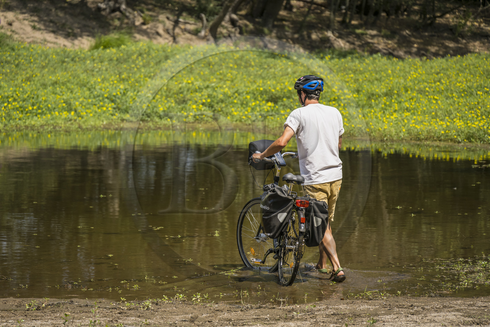 France, Maine-et-Loire (49), vallée de la Loire classée au Patrimoine Mondial par l'UNESCO, Dampierre à l'Est de Saumur, randonnée à bicyclette le long des berges de la Loire