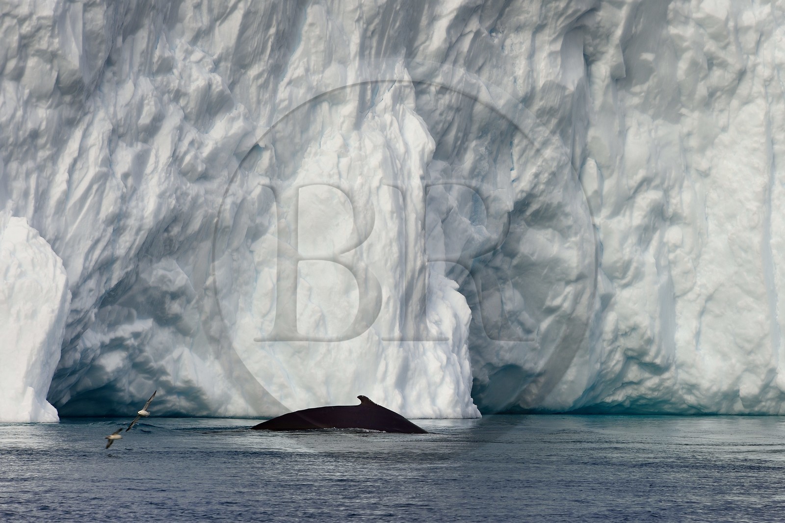 Groenland, cote ouest, baie de Disko, Ilulissat, fjord glacé classé Patrimoine Mondial de l'UNESCO qui est l’embouchure maritime du glacier Sermeq Kujalleq, baleine à bosse ou rorqual à bosse (Megaptera novaeangliae)