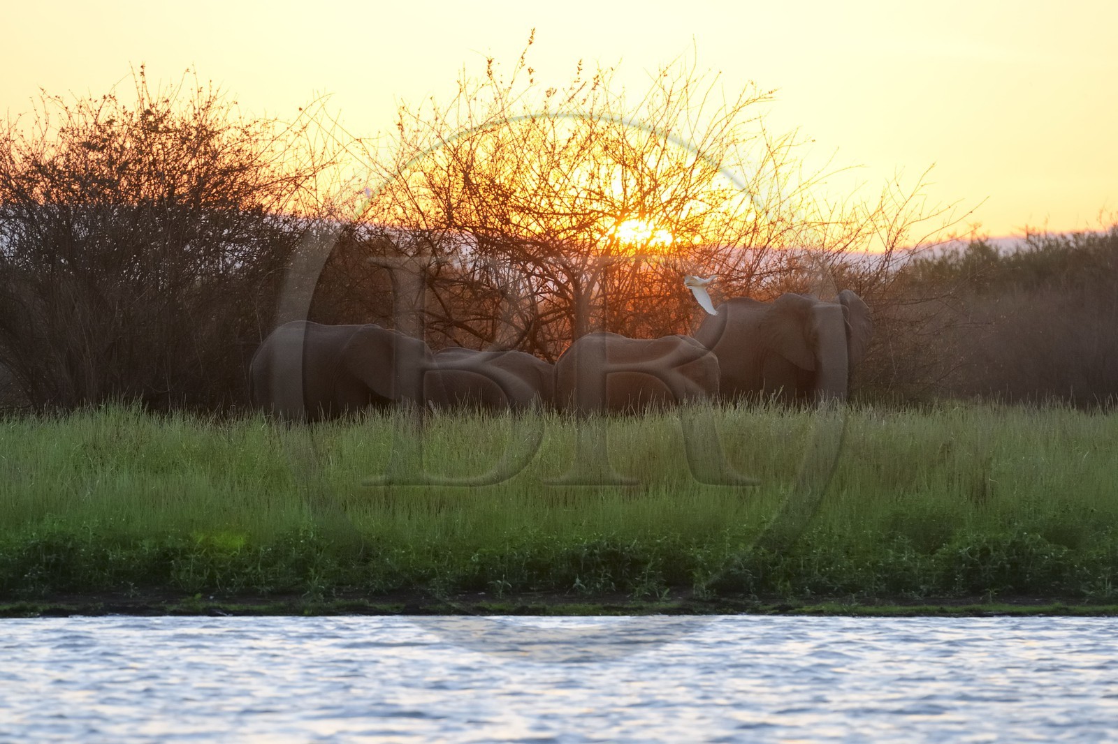 Tanzanie, Reserve de gibier de Selous une des plus grandes zones protégées au monde et inscrite sur la liste du patrimoine mondial de l’Unesco depuis 1982, Éléphant de savane d'Afrique (Loxodonta africana), hippopotames sur le lac Nzerakera formé par la rivière Rufiji