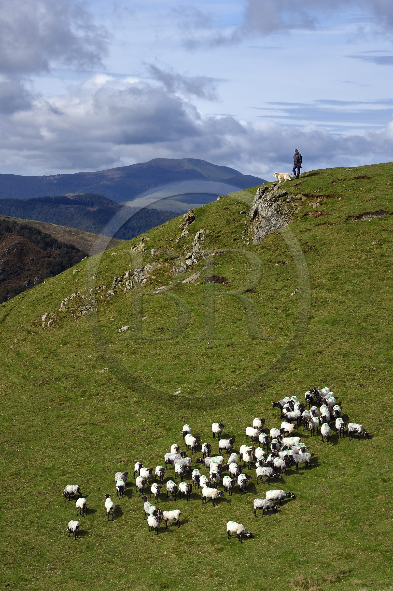 France, Pyrenees Atlantiques, Basque Country, Camino de Santiago (the Way of St. James) on the GR 65 between Saint Jean Pied de Port and Roncesvalles towards the Bentarte Pass, shepherd and his manech blackhead sheep flock on the slopes of the Leizar Atheka