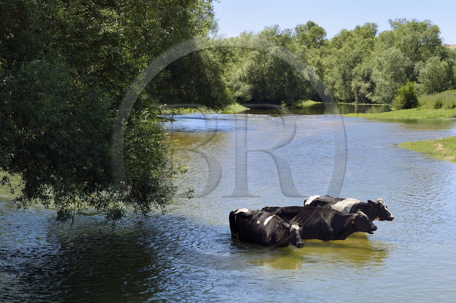 France, Meuse (55), Bannoncourt, vaches se baignant dans la Meuse