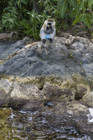 Rwanda, Province de l’Ouest, Karongi (anciennement nommée Kibuye), lac Kivu, singe Vervet bleu (Chlorocebus pygerythrus) sur un des ilots au large de Kibuye, les males ont les testicules de couleur bleue et le pénis rouge