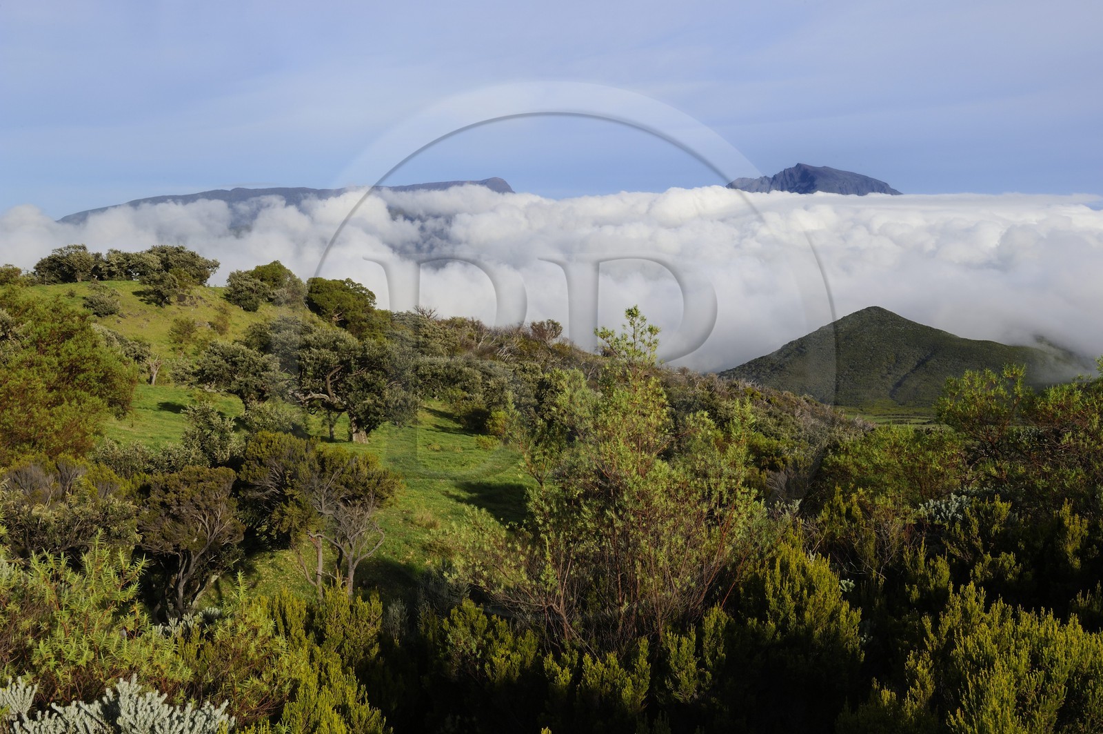 France, Ile de la Reunion, la Plaine des Cafres au pied des pentes du volcan du Piton de la Fournaise et l'ancien volcan du Piton des Neiges en arrière plan