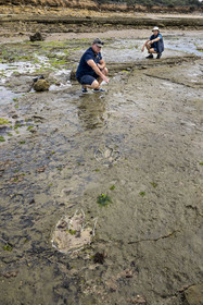 France, Vendée (85), Talmont Saint Hilaire, la Pointe du Payré, foreshore of the Veillon site at low tide, Didier Neault on the left and Jack Guichard on the right mark with chalk the tridactyl fossil traces of bipedal dinosaurs dated around 200 million years old