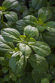 France, French Guiana, Kourou, Camp Maripas, doliprane plant (Plectranthus amboinicus)