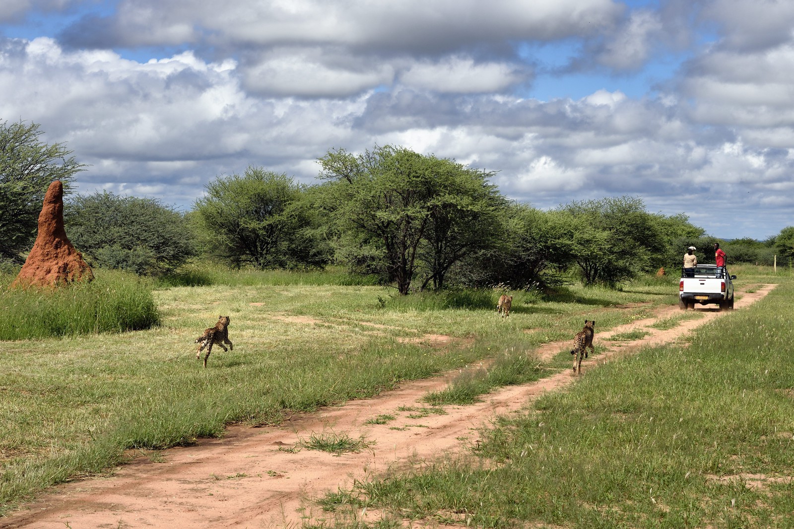 Namibie, Otjiwarongo, Cheetah Conservation Fund, centre de recherche et d'éducation, guépards (Acinonyx jubatus), nourrissage depuis un pick-up en mouvement, l'exercice a pour but de les garder en forme