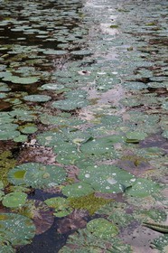 Sri Lanka, Central Province, Matale District, Sigiriya, water lilies in a pond
