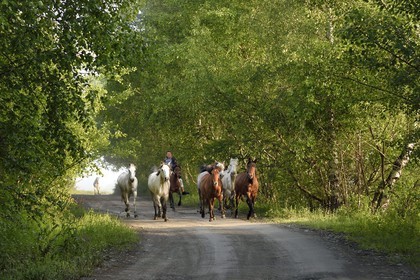 Georgia, Kakheti, Tusheti National Park, Omalo, rider bringing his horses to the meadow