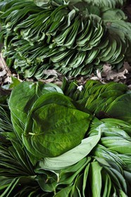 Sri Lanka, Eastern Province, Trincomalee, the covered market, betel leaves