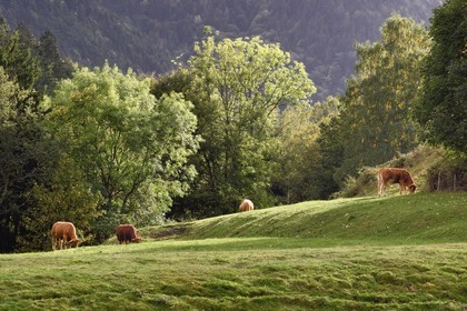France, Haut Rhin, Ballons des Vosges Regional Natural Park, Storckensohn valley West of Fellering, herd of cows at the edge of the forest