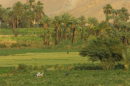 Egypt, Upper Egypt, Nile Valley, the Nile river between Luxor and Esna
