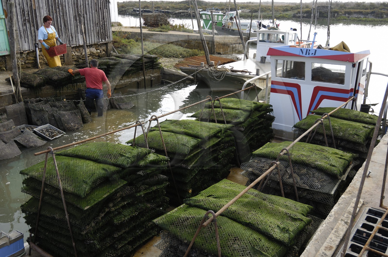 France, Charente-Maritime (17), Ile d'Oléron, le chenal d'Ors, chaland à huîtres dans le port ostréicole