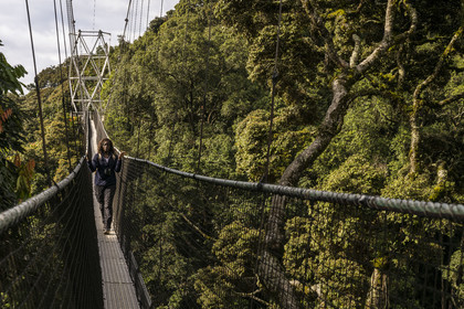 Rwanda, Province de l’Ouest, Colline Ibanda à Uwinka, Parc national de Nyungwe, la Canopy walkway passerelle suspendue qui surplombe la canopée de la forêt tropicale à 70 mètres de haut, l'arbre Parinari excelsa à droite