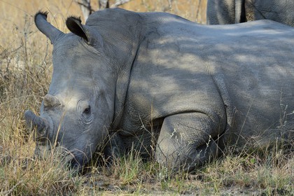 Zimbabwe, Matabeleland South Province, Matobo or Matopos Hills National Park, listed as World Heritage by UNESCO, White Rhinoceros (Ceratotherium simum), young adult of about 7 years