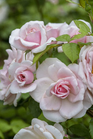 France, Alpes-Maritimes, Saint Jean Cap Ferrat, Villa and Gardens Ephrussi de Rothschild, roses