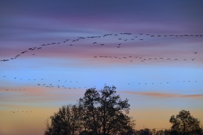 France, Indre, Berry, Parc Naturel Regional de la Brenne (Natural Regional Park of La Brenne), Rosnay, Red Sea pond (etang de la Mer Rouge), Common Crane (Grus grus), flight at sunset