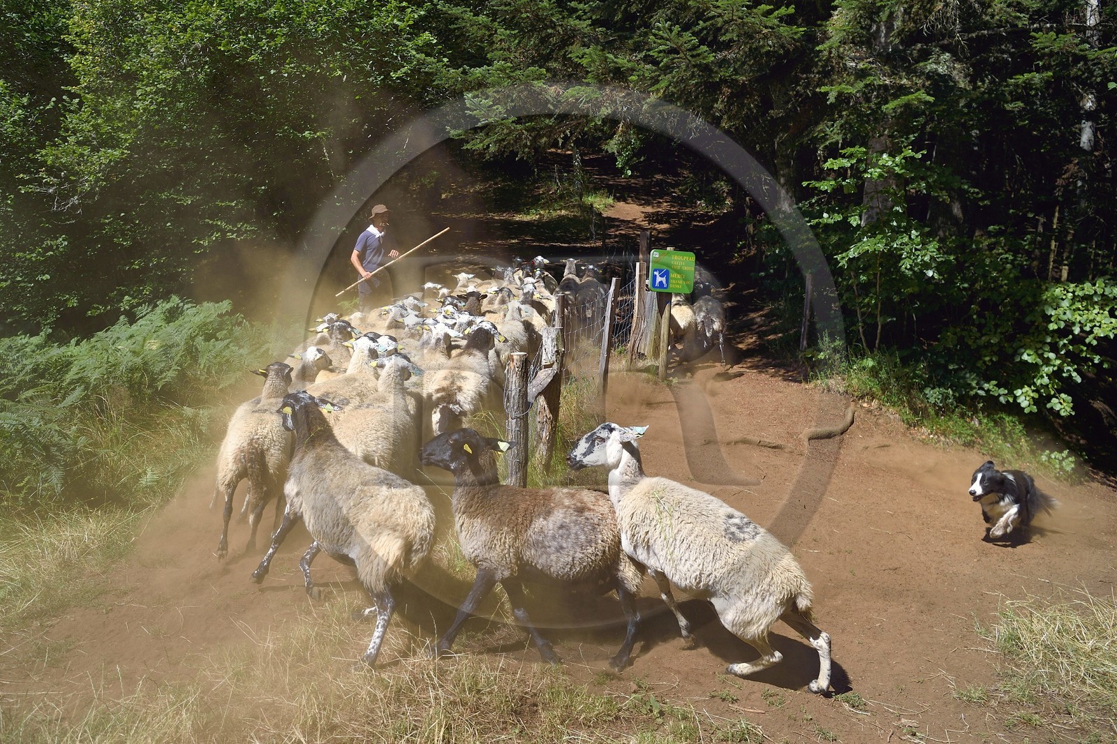 France, Puy-de-Dôme (63), Aydat, Parc naturel régional des Volcans d'Auvergne, le berger Esteban Gueneuc et son troupeau de brebis sur les pentes du volcan du Puy de Vichatel, sur le parcours Musette nature sentier de Vichatel