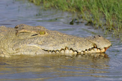Tanzanie, Reserve de gibier de Selous une des plus grandes zones protégées au monde et inscrite sur la liste du patrimoine mondial de l’Unesco depuis 1982, crocodile du Nil (Crocodylus niloticus) sur le lac Nzerakera formé par la rivière Rufiji