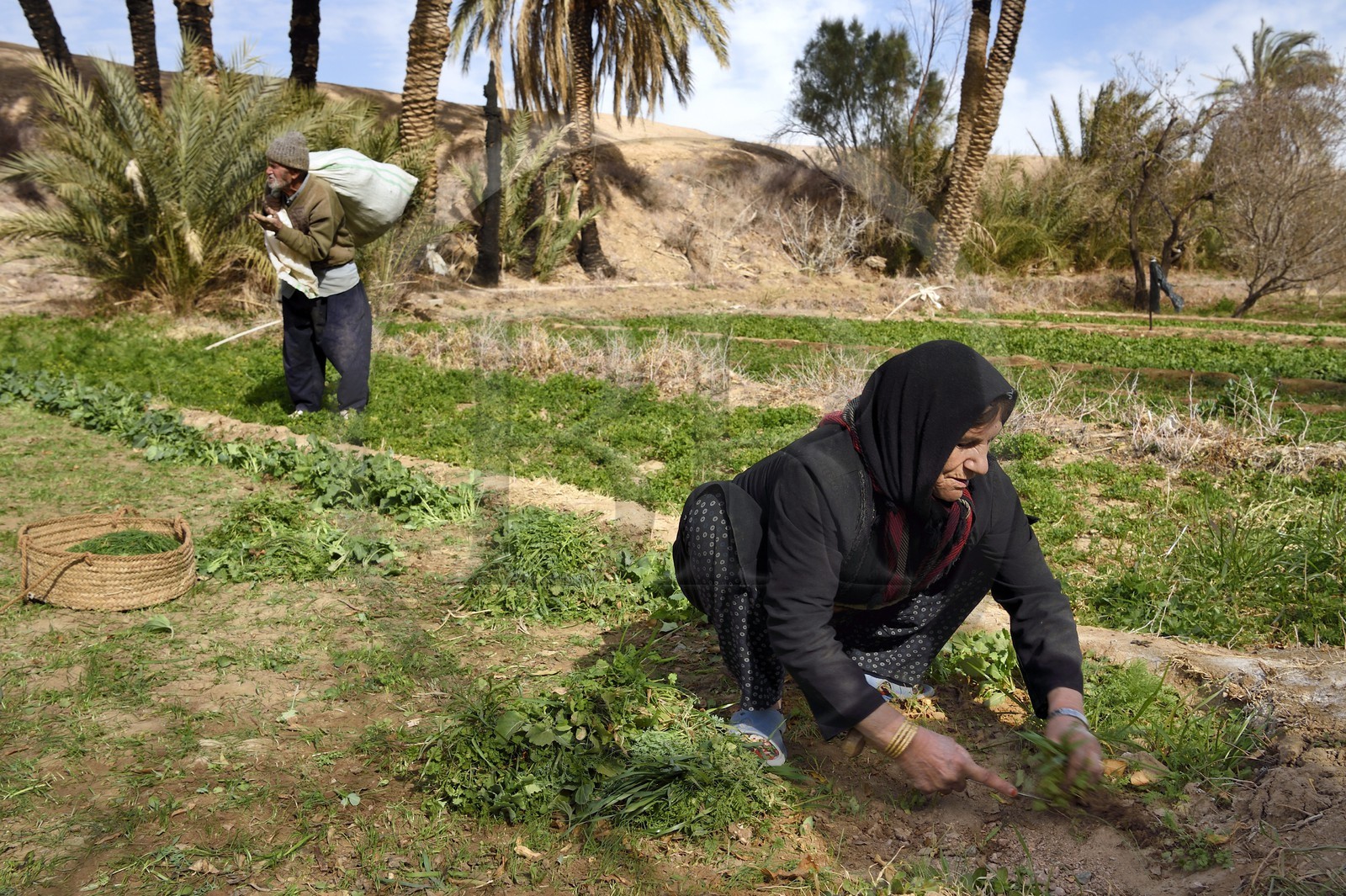 Iran, Isfahan province, Dasht-e Kavir desert, the oasis of Arousan in Khur and Biabanak County, woman harvesting her field