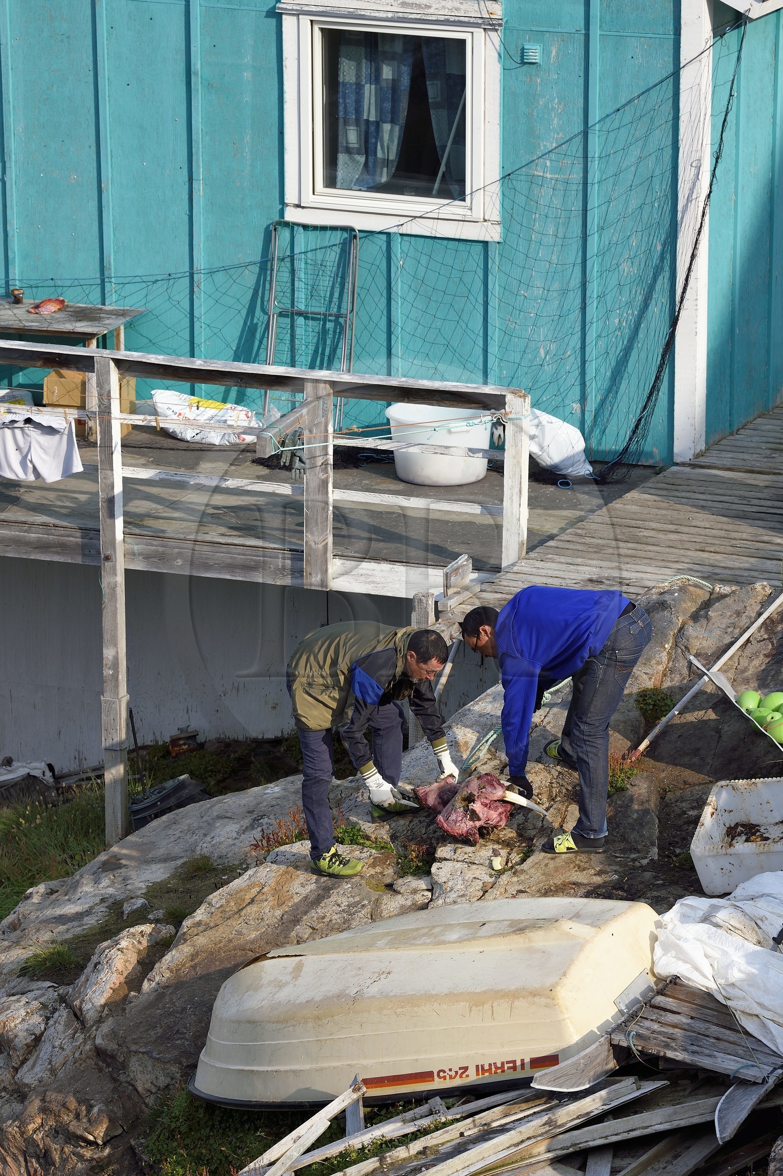 Groenland, cote ouest, baie de Baffin, Upernavik, chasseurs dépecant une tête de morse