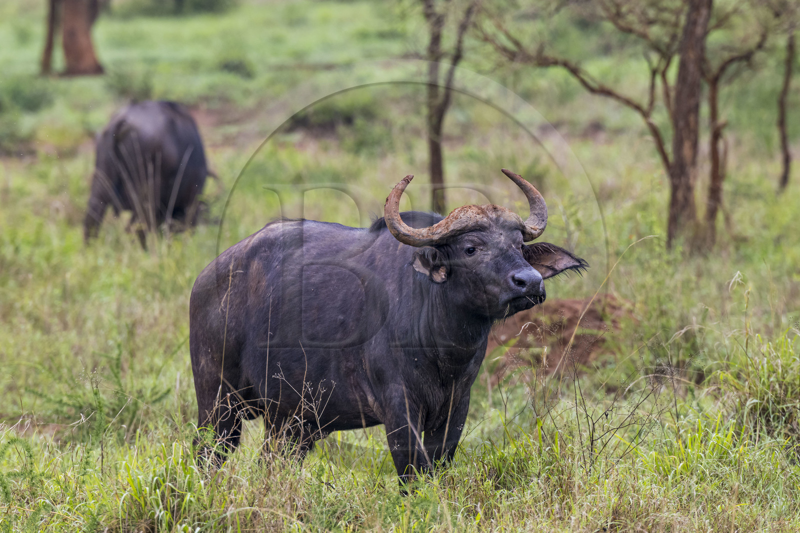 Rwanda, Parc national de l'Akagera, buffle noir des savanes (Syncerus caffer) dans la plaine