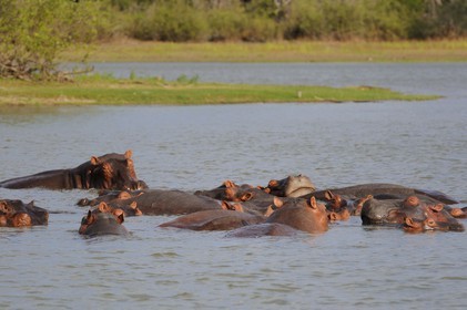 Tanzanie, Reserve de gibier de Selous une des plus grandes zones protégées au monde et inscrite sur la liste du patrimoine mondial de l’Unesco depuis 1982, hippopotames sur le lac Nzerakera formé par la rivière Rufiji